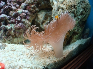 Its Nemo