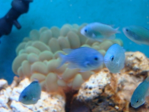 Bubbles & The Chromis Fleet