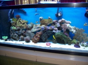 55 gal. reef tank with many happy occupants!