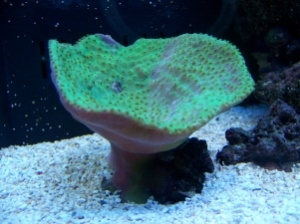 New Cup Coral - I think!