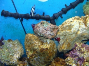 2 Fire Shrimps
