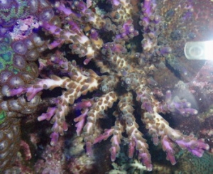 tri color sps top down
