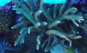 SPS top down 1