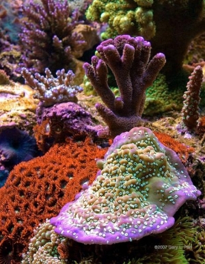 great reef