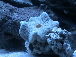 Carpet anemone first couple of days