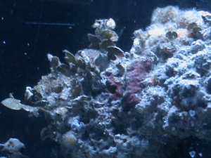 live rock recently purchased from lfs