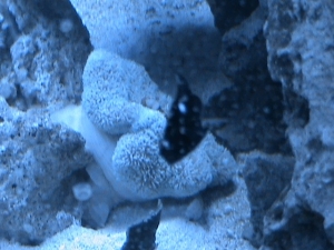 domino playing around