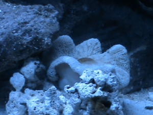 carpet after he moved behind rock