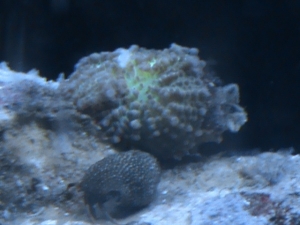 came as mystery coral. ???