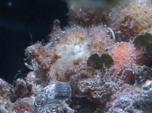 parts of sponges on new rock