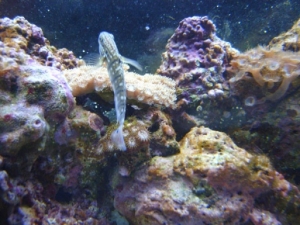 S Goby