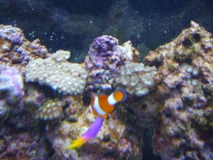 Clown