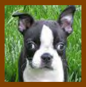 Maxie