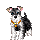Mini Schnauzer