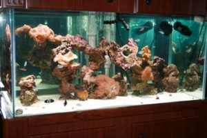 fish tank
