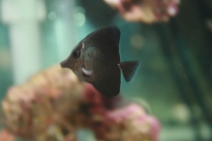 my black tang