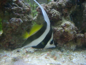 Butterfly Heniochus harrasing the emerald crab...he's such a bully.