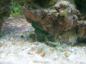 Emerald Crab