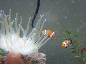 False Perculas...I think they are a couple because they rub all over each other at night in "their" corner of the tank...
