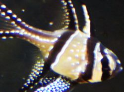 100 3729c