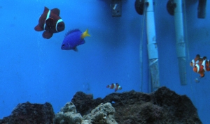 some of my fish
