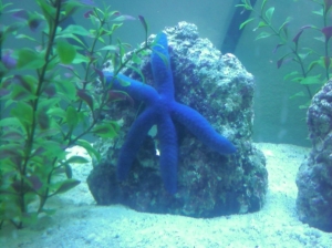 Blue Star