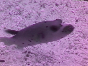 Wow Wow, the dog face puffer...I miss this guy, I had to re-home him but he's a lot happier now.