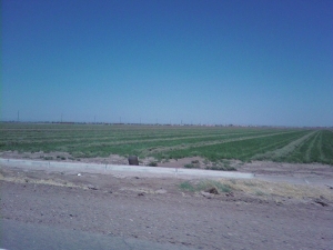 One of the many fields here in the Valley.