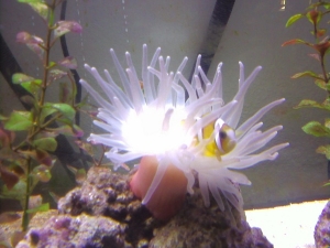 Clarkii