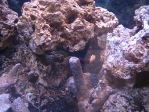 Clown and FoxFace camera shy