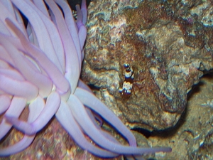 SEXY Shrimp and Purple Condy