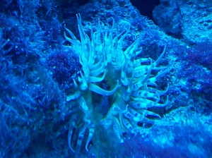 cool anemone I found snorkeling
