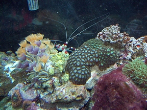 My Coral Banded, Cluster Dusters, and cool Zoas