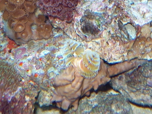 My beloved Xmas tree worm in fire coral!