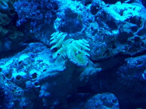 The Xmas tree worm feeling a little blue