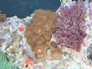 Some cool Button Polyps(I think) with some pretty algae I found snorkeling