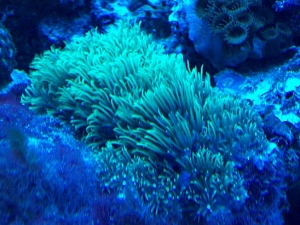 Star Polyps can RAVE!!!!