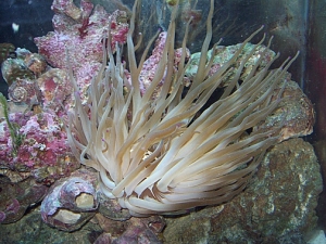 My big fat stinky Haitian Anemone in a barnacle