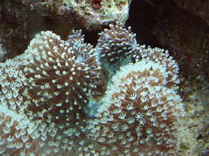 mushroom1