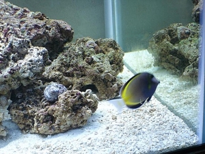 powder brown tang