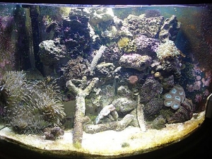 36 gal tank this is my live framing tank I think it works great