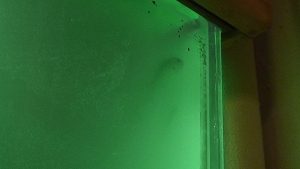 Here you can see one of my fish!  Green Chromis (blends in well with my green water)