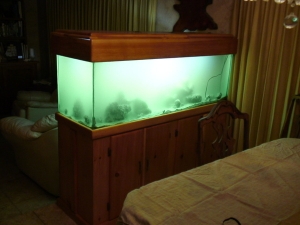 This is what my tank looked like when I first set it up after bringing it home... then everything died and I had to drain the water, bleach the live rock, and replace the substrate.