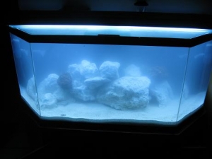 fish 001