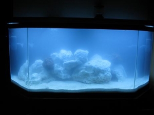 fish 004