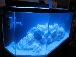 fish 007