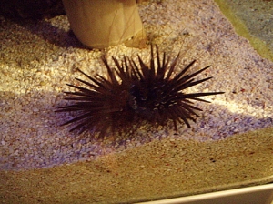 red sea1 (3)