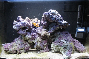 lil baby 12 gallon tank
1 Clown
1 Blenny (can u spot the blenny?)
1 Valentini Puffer
