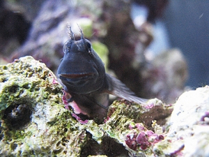 Blenny-King of the Mountain