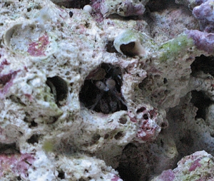 Mantis Shrimp-Hiding from a rock